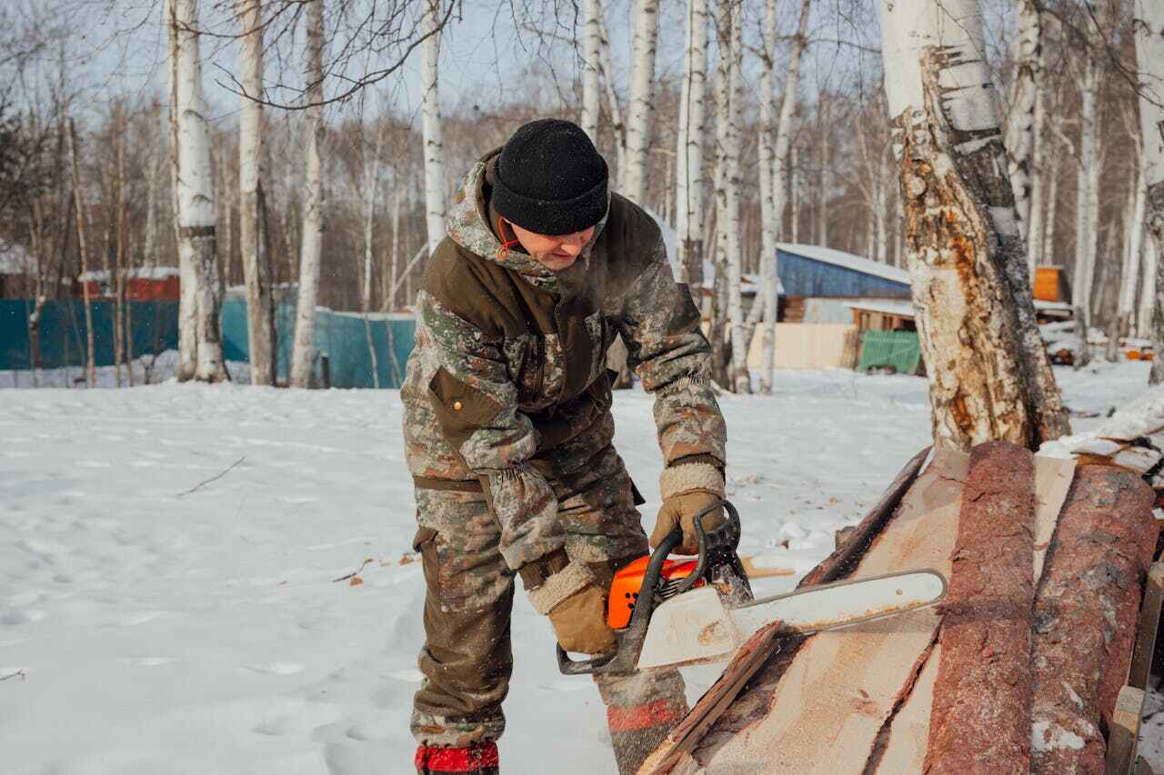 The Steps Involved in Our Tree Care Process in Falfurrias, TX